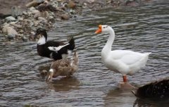 ��˭�����㡱������ǫ������������Ժ����������ѧ��ҹ̸ʵ¼?